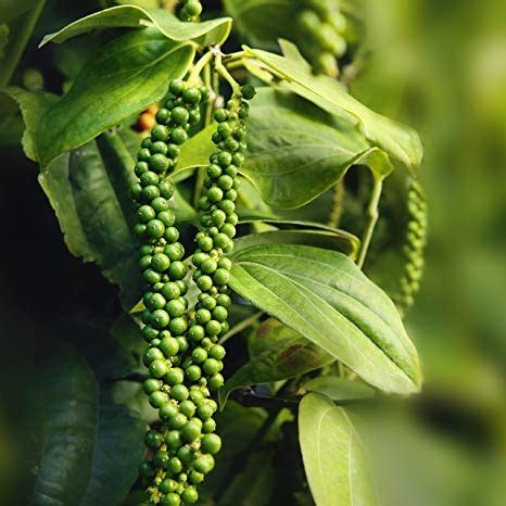 Black Pepper Plant - Santhi Online Plants Nursery