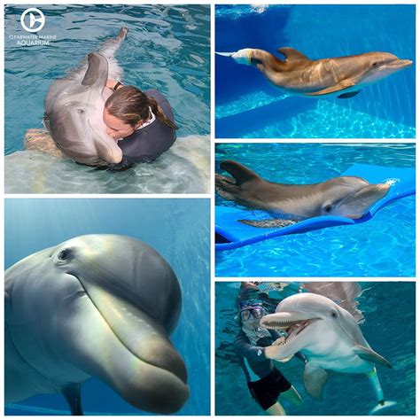 Which photos of Winter are your favorites to see? | Clearwater marine aquarium, Marine aquarium ...