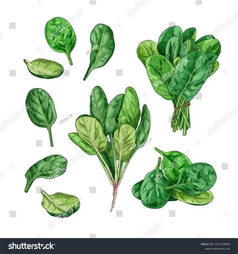 6,887 Spinach Drawing Images, Stock Photos, 3D objects, & Vectors | Shutterstock