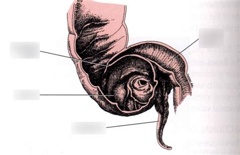 Cecum, Terminal ileum, and Appendix anatomy Diagram | Quizlet