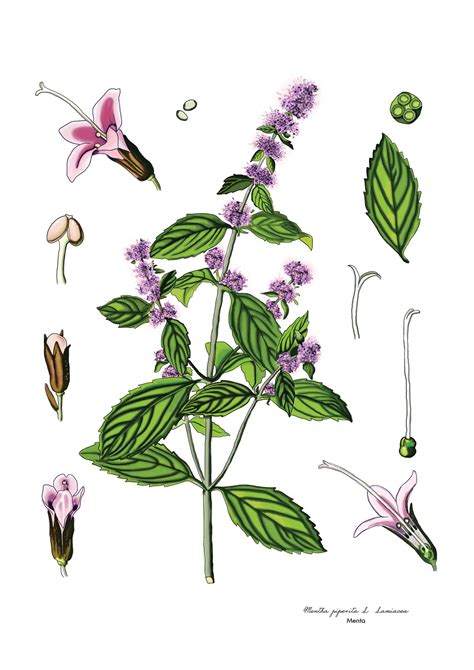 Botanical Illustrations - Digital Painting on Photoshop on Behance
