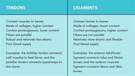 Tendon vs Ligament | The Difference Between Tendon & Ligament