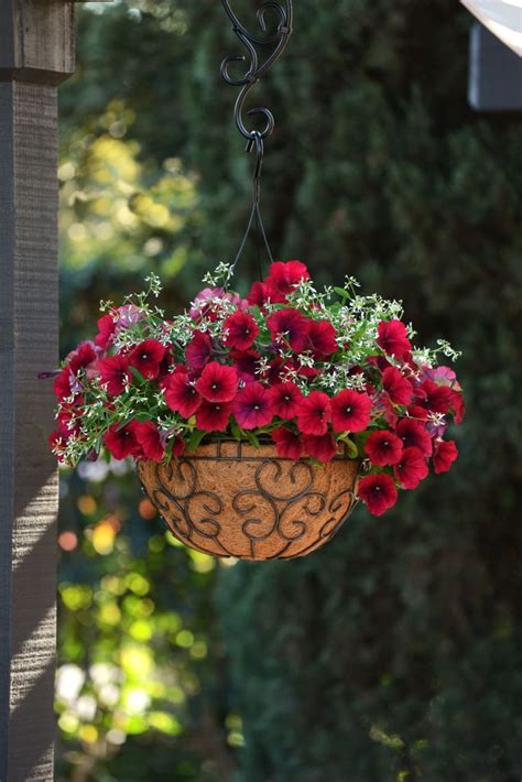 How to Keep Petunias Beautiful in a Hanging Basket ~ Garden Down South