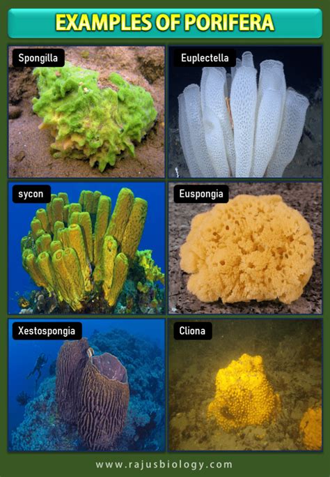 Phylum Porifera Characteristics, Classification and Examples (with Diagram) - Rajus Biology