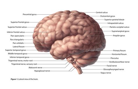 Lateral and Sagittal Views of the Brain — B Cheung | Biomedical ...