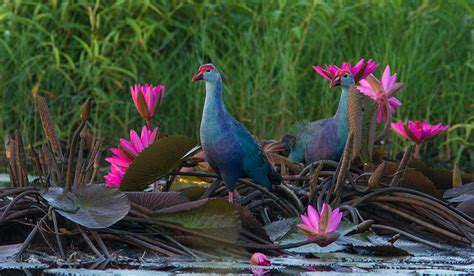 Andaman Photography Tour - Wildlife Photography