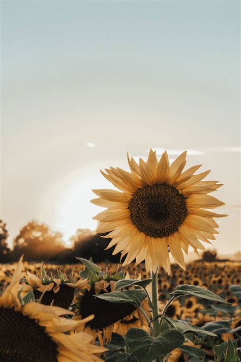 Update more than 90 aesthetic wallpaper sunflowers - in.coedo.com.vn