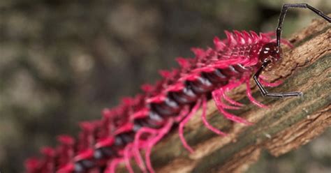 Shocking Pink Dragon Millipede and Its Incredible Adaptations - Odd Facts