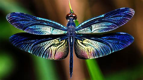 10 Most Beautiful Dragonflies In The World - YouTube