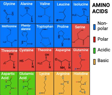 Amino Acid Structure