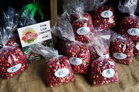 Scenes from the Annual Cranberry Harvest Celebration - New England Today