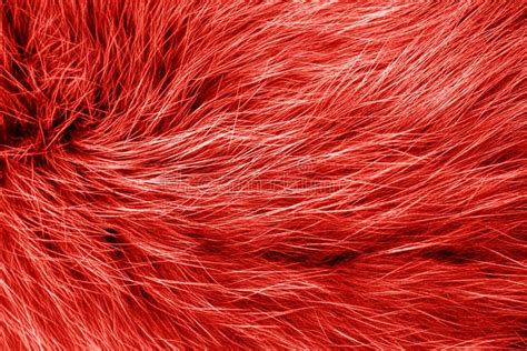 Polar Arctic Fox Fur Texture Trendy Color Stock Image - Image of arctic, cosiness: 144793435