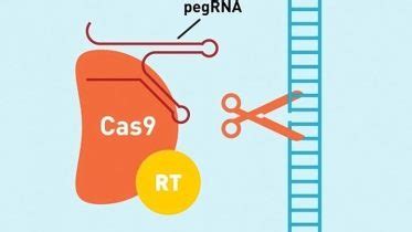 Yale Develops New Gene Editing Strategy to Correct Mutations