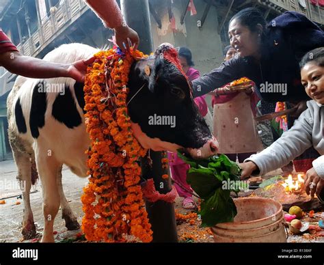 Kathmandu, Nepal. 07th Nov, 2018. People worship cow on a religious ...