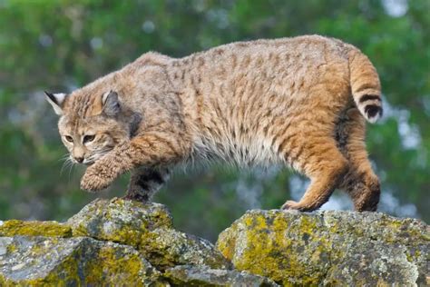 Bobcat Tails | Do Bobcats Have Tails? | Assorted Animals