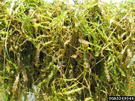 curly leaf pondweed (Potamogeton crispus)