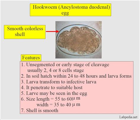 Stool Examination:- Part 1 - Normal Stool Examination Interpretations - Labpedia.net