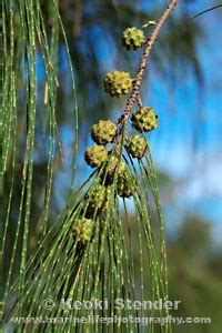 Common Casuarina or Ironwood, Casuarina equisetifolia