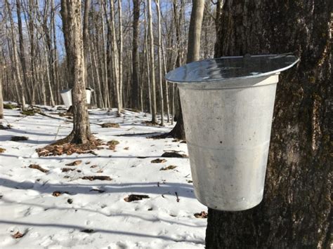 How to Make Maple Syrup In Your Own Backyard | Maple Syrup Supplies