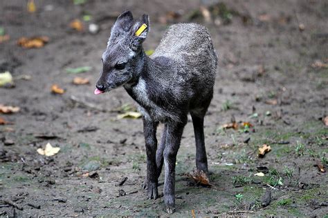 Siberian Musk Deers: Meet them at Zoo Leipzig!