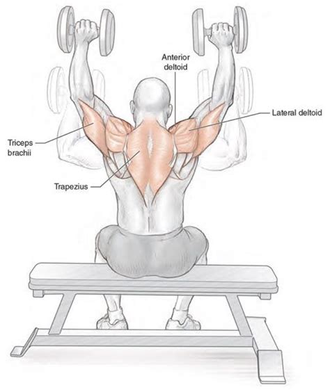 Dumbbell Overhead Press Muscles Worked