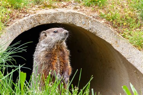 Effective Groundhog Traps: Your Ultimate Guide to Keeping Those Pesky ...