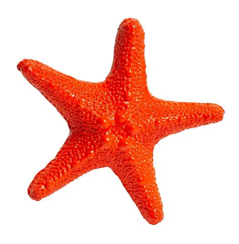 Von Gern Home Orange Starfish Sea Creature - Shop at Destry Darr Designs.