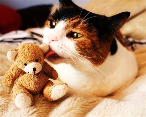 Cat licking a teddy bear | Gatos