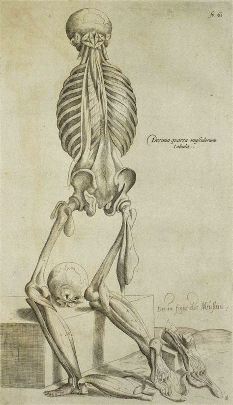 Andrea Vesalio - The Human Skeleton - De Humani Corporis Fabrica - Andrea Vesalio - 1642 For ...