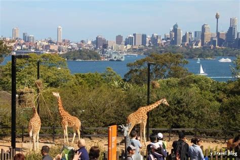 Taronga Zoo, Sydney- A World Class Zoo