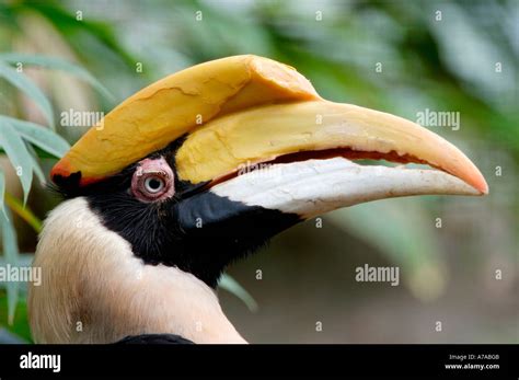 Great Indian Hornbill Stock Photo - Alamy