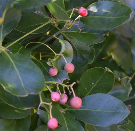 9 Reasons to Use Evergreen Shrubs in Your Garden | Dengarden