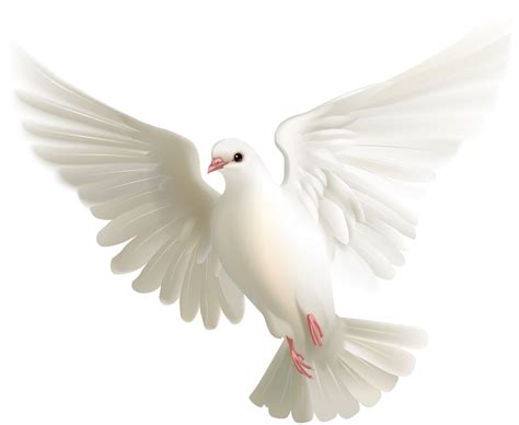 Flying White Pigeon PNG Picture - PNG Mart