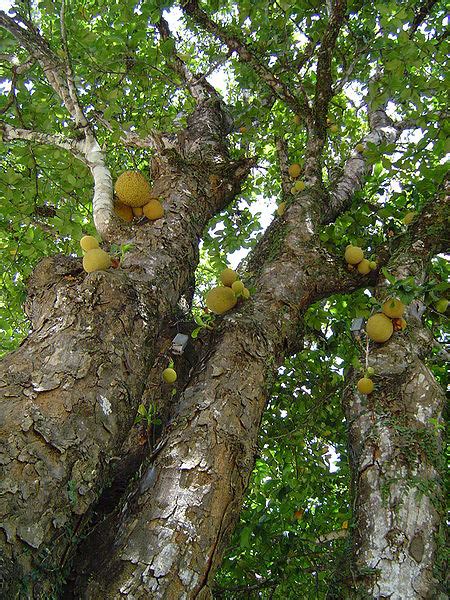 We love Our Bangladesh: Jackfruit (Kathal) -National Fruit of Bangladesh