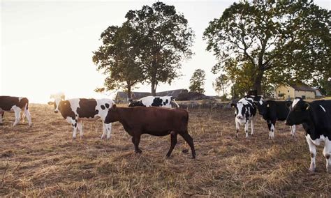 18 Organizations Working to Improve Livestock Management Practices – Food Tank