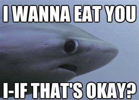 Really Funny Memes: The Shy Shark