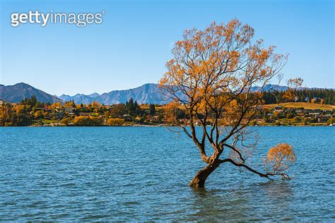 Lake Wanaka Tree 이미지 (951874070) - 게티이미지뱅크