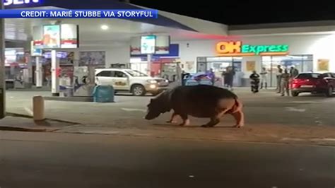 Hippopotamus strolls through Engen gas station in St. Lucia, South ...