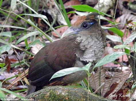 South American cuckoos mimic teeth chattering of wild hogs | Daily Mail Online