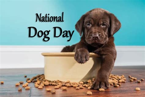 National Dog Day 2022: When & How to Celebrate? - National Day Time