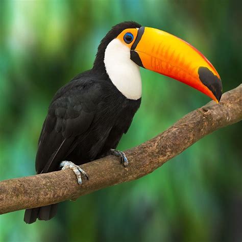 Tukan Tropical Animals, Tropical Birds, Exotic Birds, Tropical Tree ...