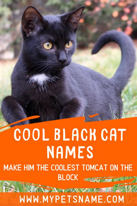 Cute Cat Names For Black Cats