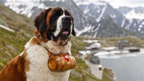 Is A St Bernard A Mastiff