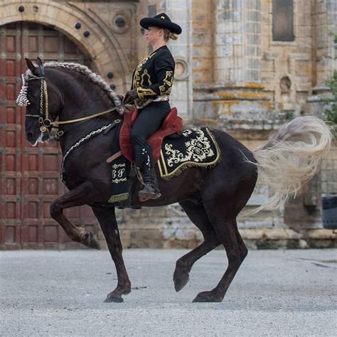 lusitano on Tumblr in 2024 | Beautiful horses, Dressage horses, Horse ...