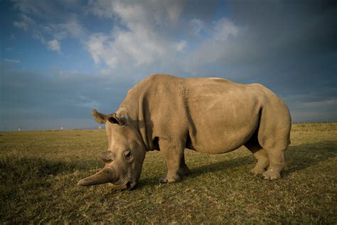 De noordelijke witte neushoorn: uitgestorven… of toch niet? - NRC