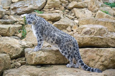 DSC_7932 | Snow leopard habitat, Snow leopard, Feline