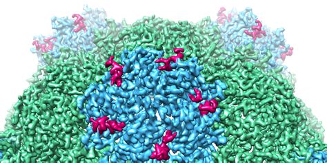 University of Leeds | News > Groundbreaking microscopy unlocks secrets of plant virus assembly