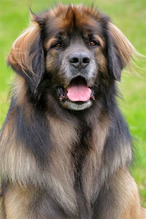 Leonberger Puppies For Sale - Bleumoonproductions