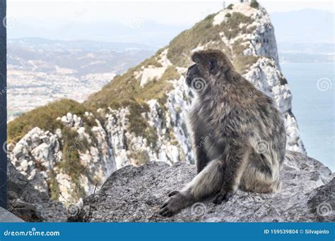 Monkey Climbing Rock on Top of a Mountain Stock Photo - Image of branch, sitting: 159539804