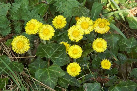 Backyard Patch Herbal Blog: Coltsfoot - Herb of the Week